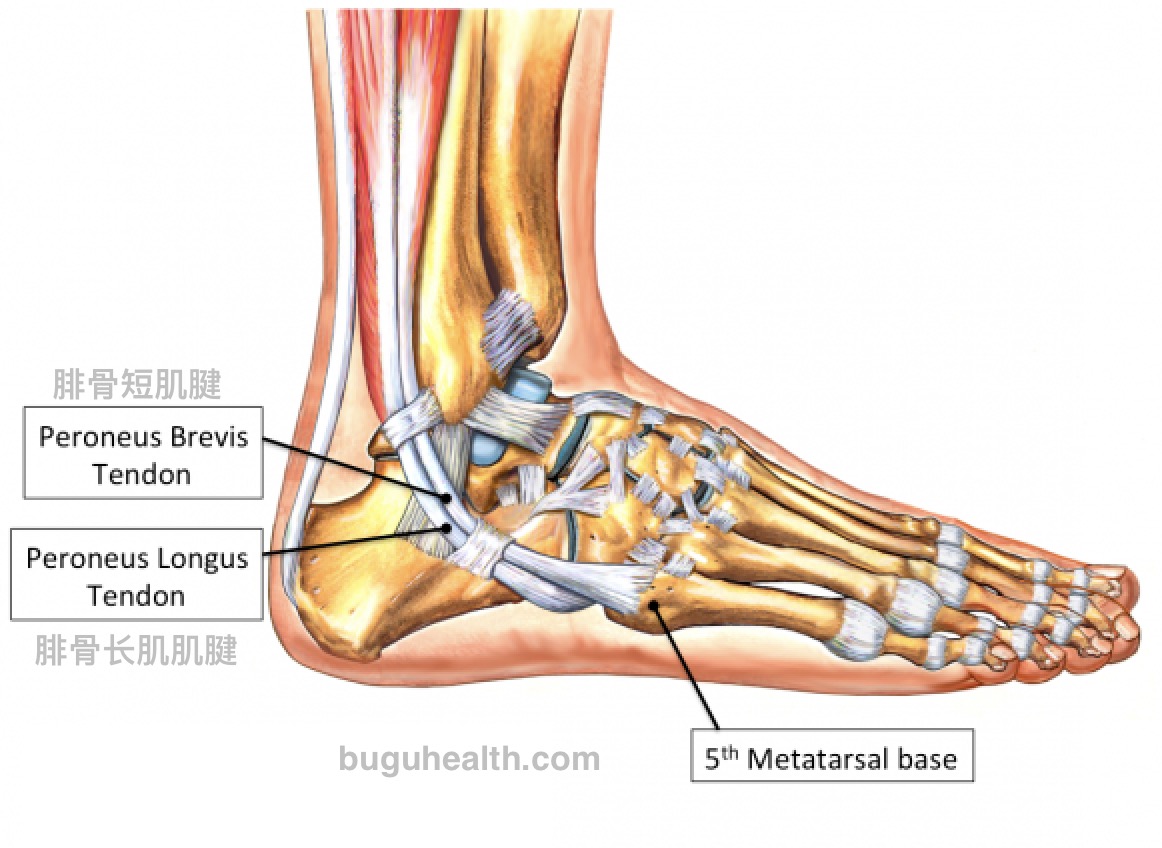 ���ǹǿƿ���