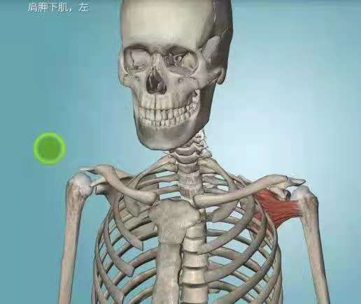 �����˶�����