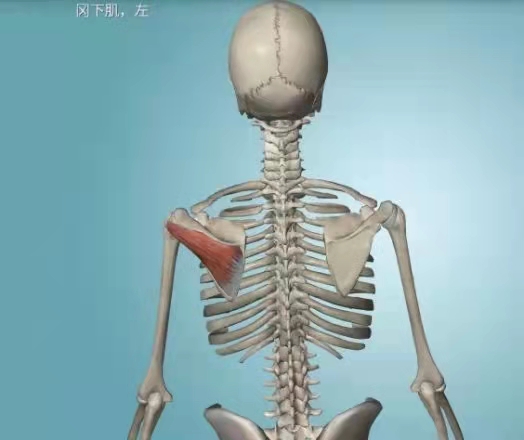 �����˶�����