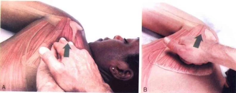 �����˶�����