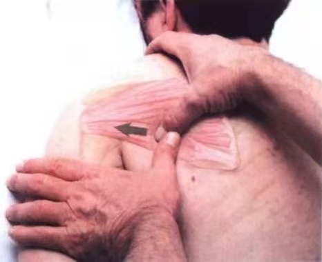 �����˶�����