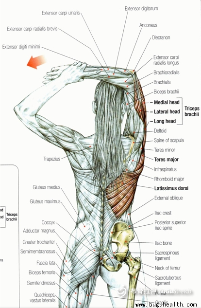 ��������BuGuStretch