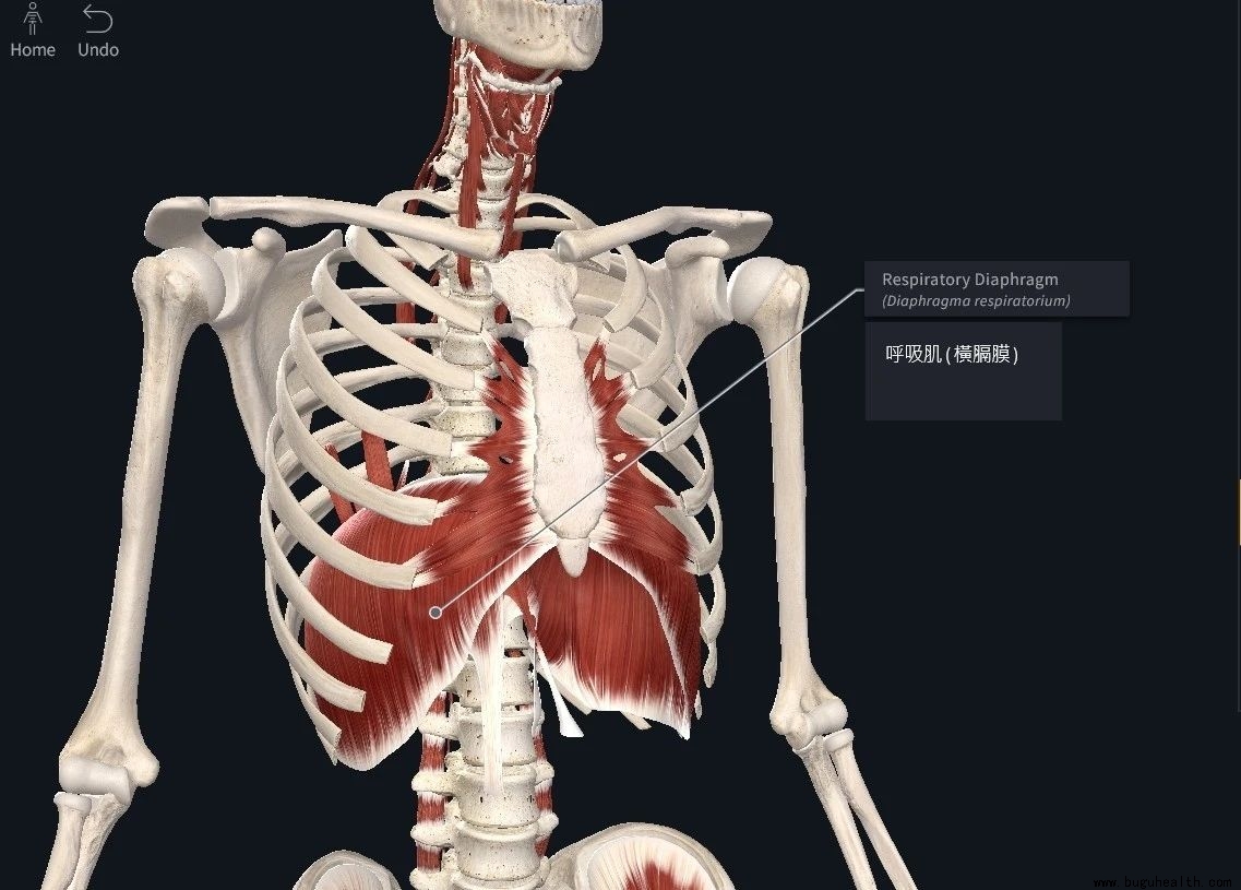 �ܲ�,�˶�����,�ู��ʹ,����