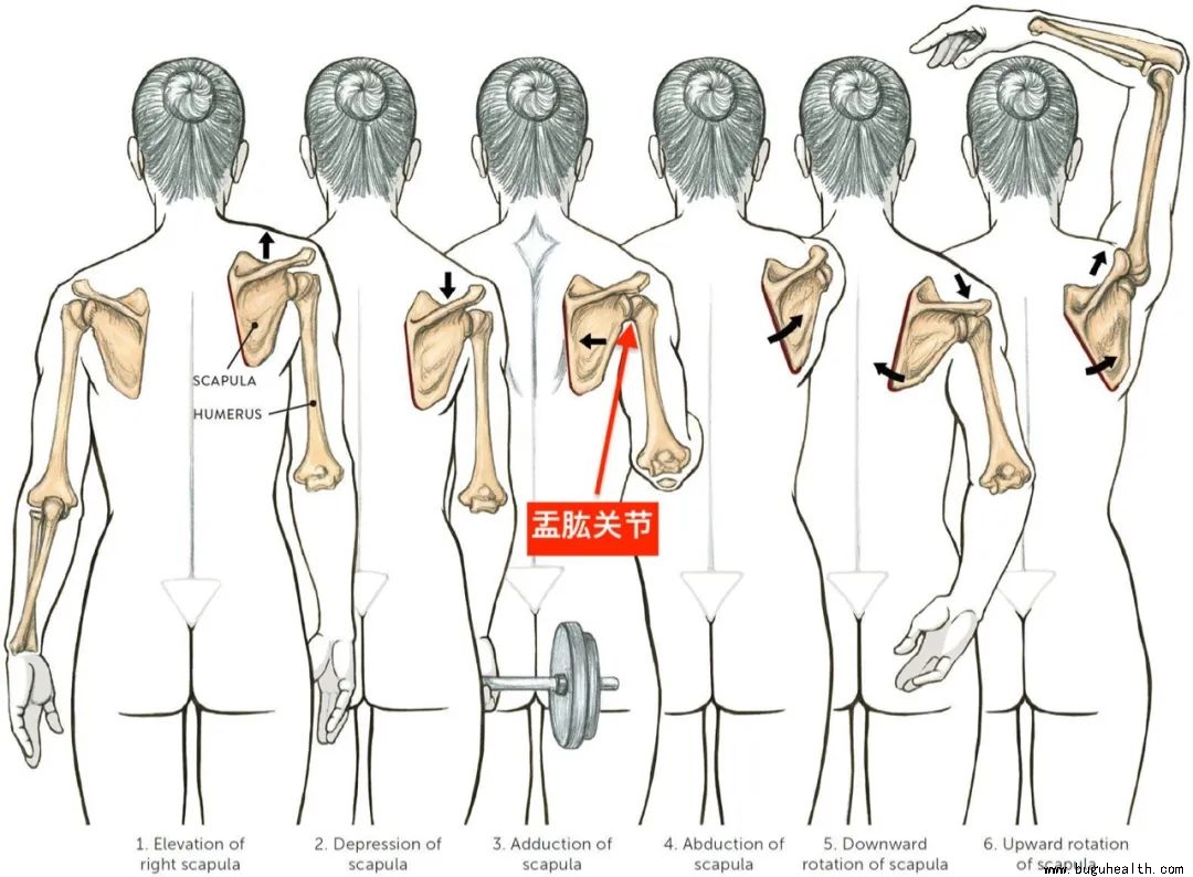 ���ǣ����ιǣ����ι��ȶ���ѵ��