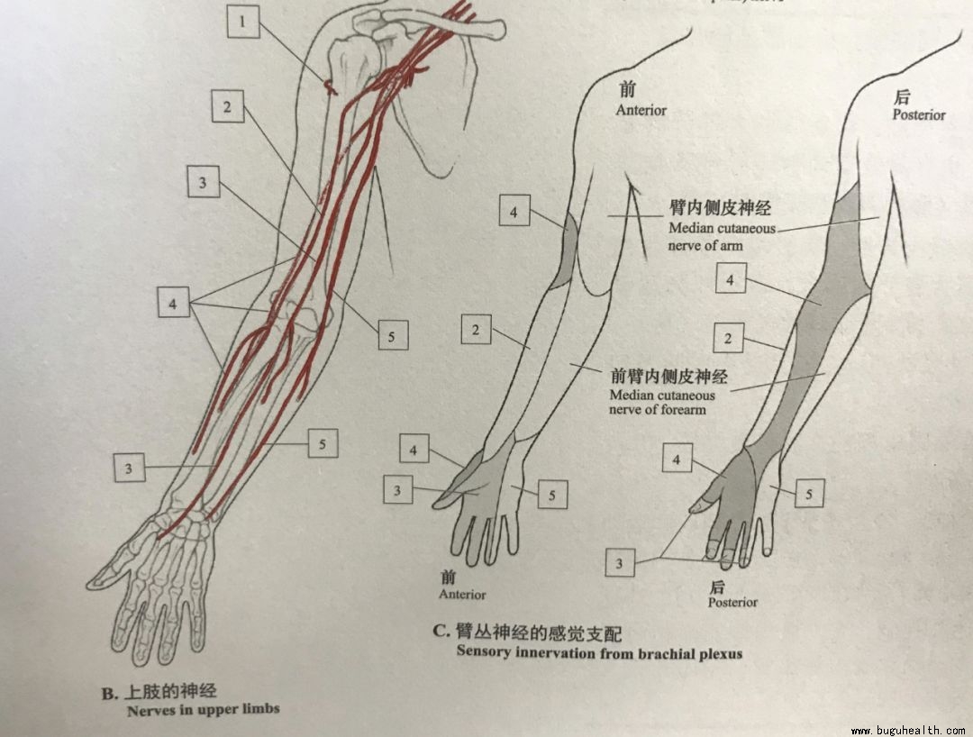 ���ǣ���׵��ʹ,����,����ʹ