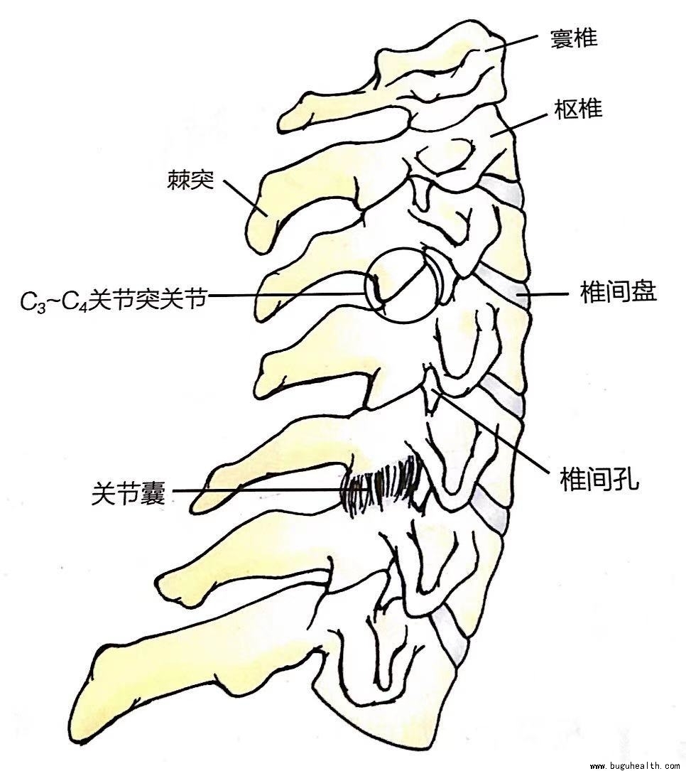 ���ǣ���׵������׵����