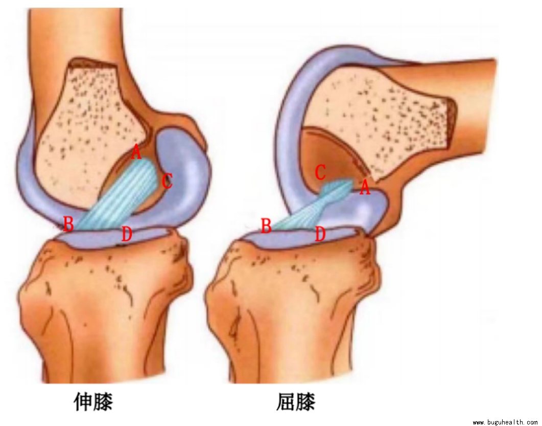 ����ҽѧ���ա�ǰ�����ʹ��ؽ����󡢲��ǿ���