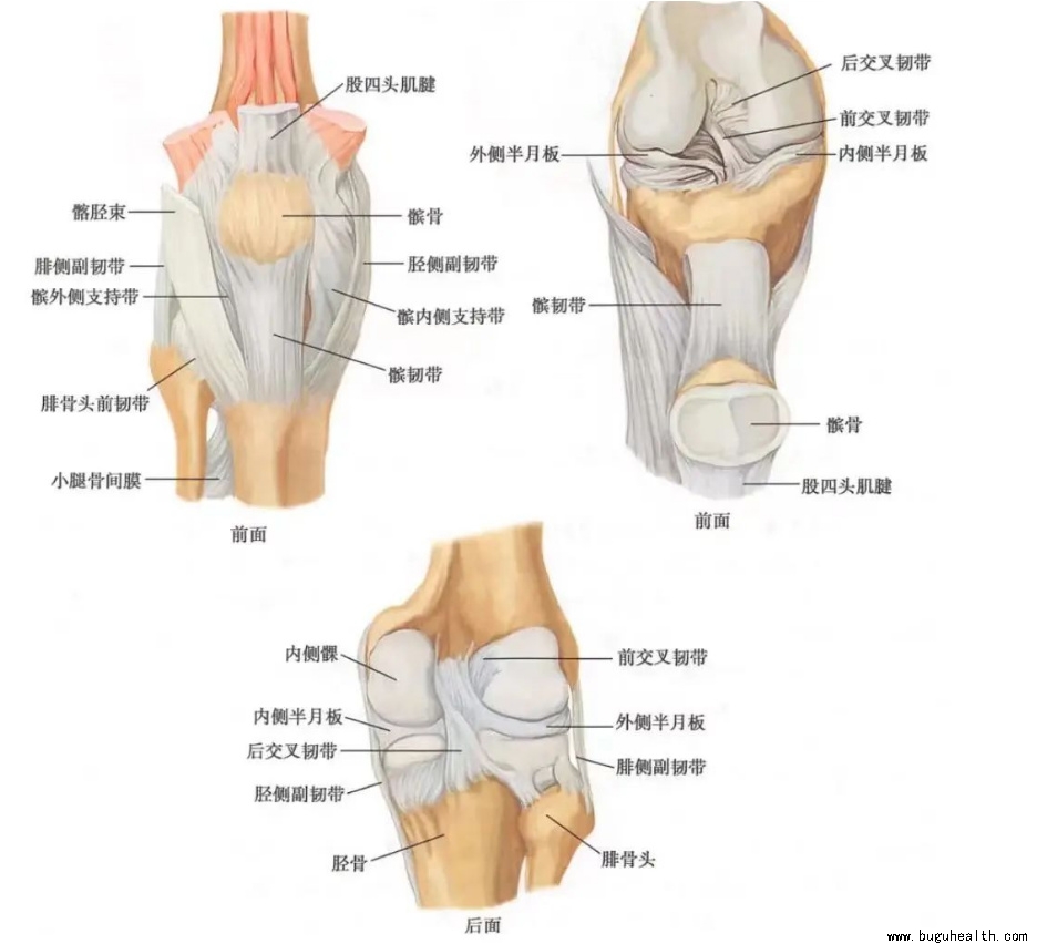 布骨医学科普、肌骨康复、布骨康复 布骨医学科普、肌骨康复、布骨康复