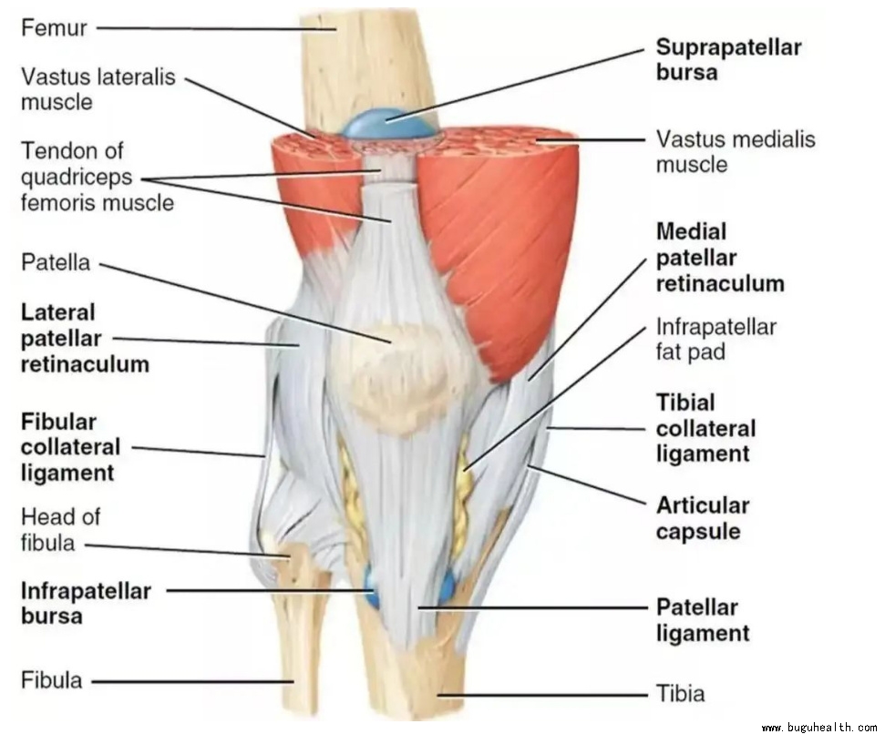 布骨医学科普、肌骨康复、布骨康复、膝关节术后 布骨医学科普、肌骨康复、布骨康复、膝关节术后
